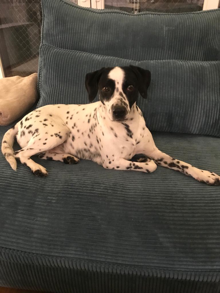 Pongo